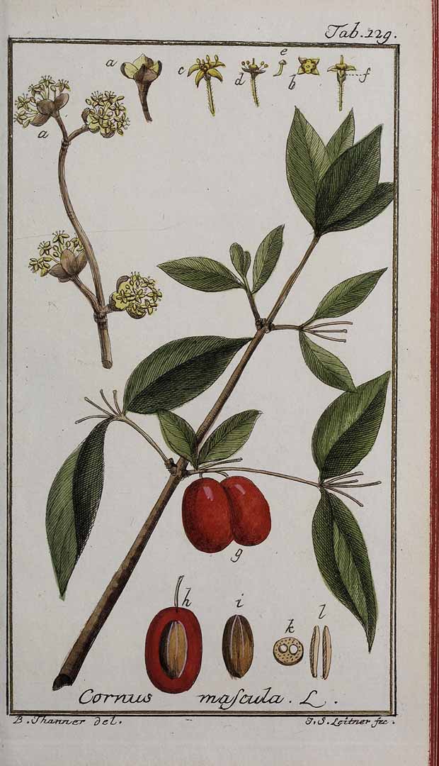 no HD illustration available (3)