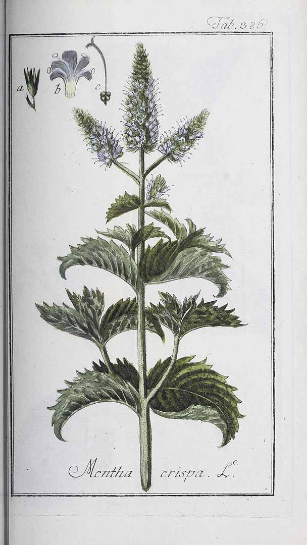 no HD illustration available (3)