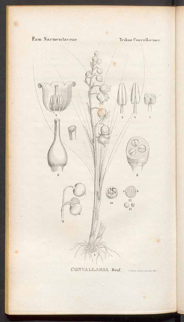 no HD illustration available (3)