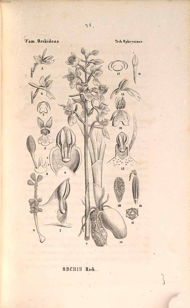 no HD illustration available (3)