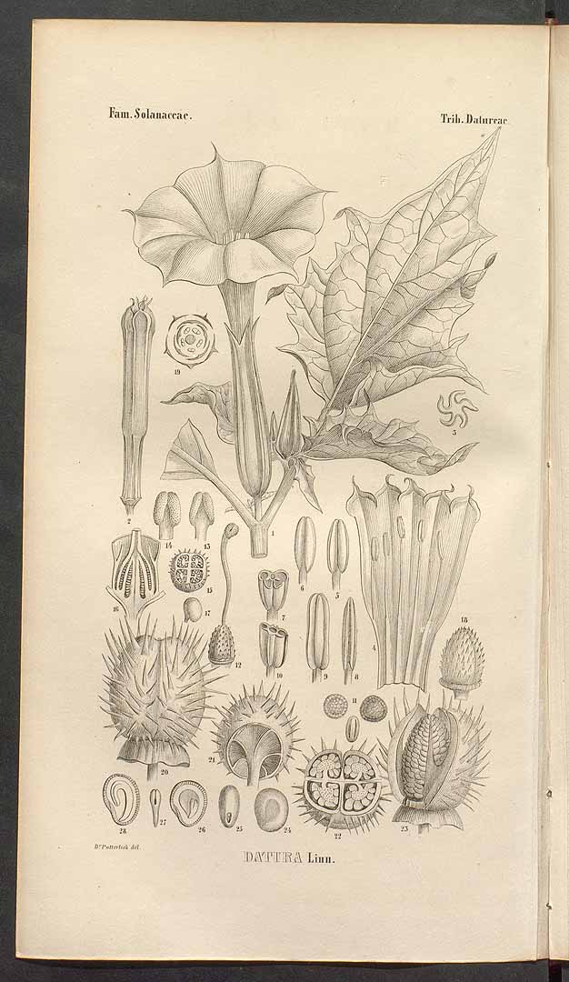 no HD illustration available (3)