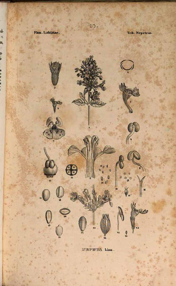 no HD illustration available (3)