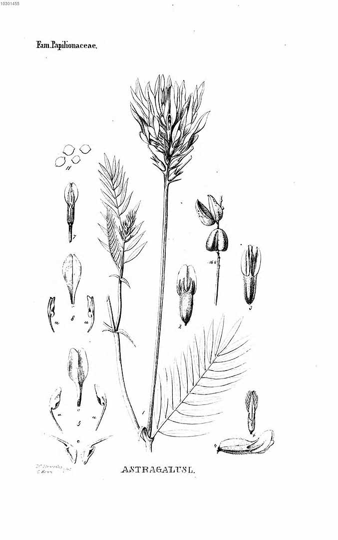 no HD illustration available (3)