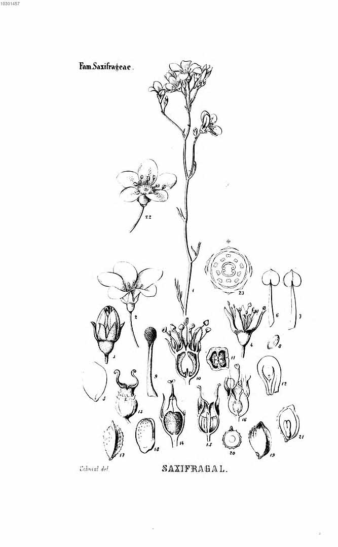 no HD illustration available (3)