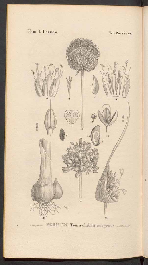 no HD illustration available (3)