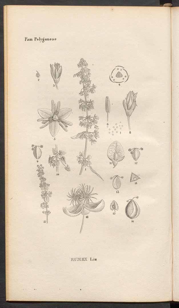 no HD illustration available (3)