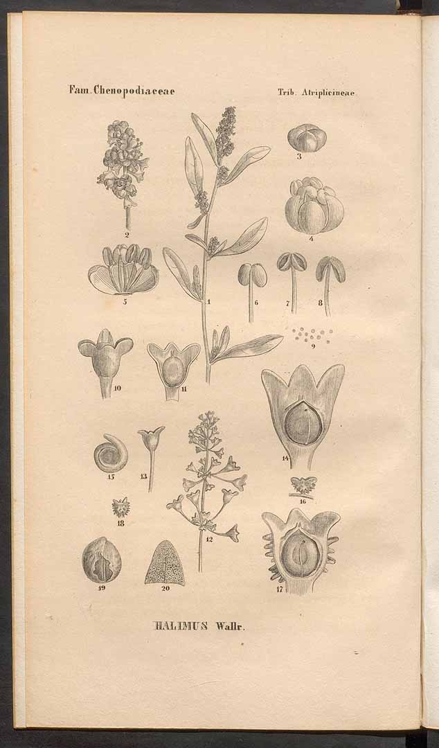 no HD illustration available (3)