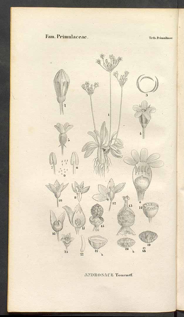 no HD illustration available (3)