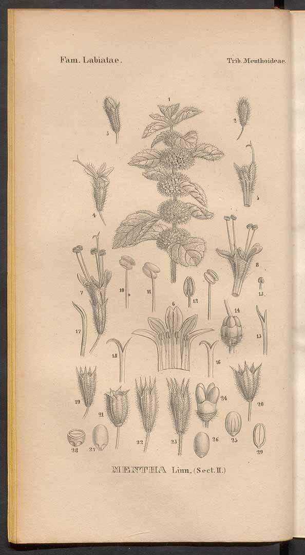 no HD illustration available (3)