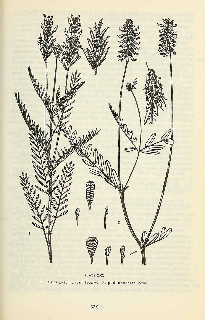 no HD illustration available (3)