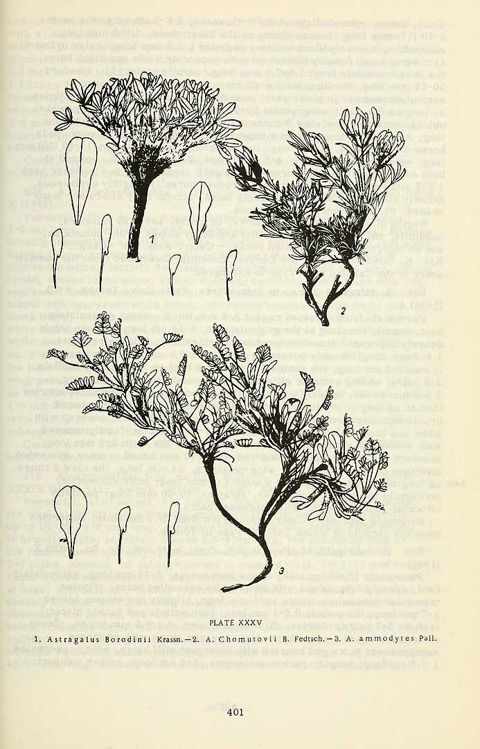 no HD illustration available (3)