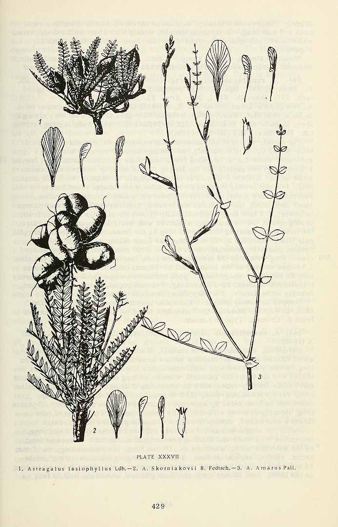 no HD illustration available (3)