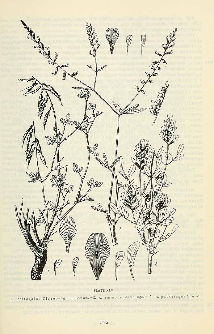 no HD illustration available (3)