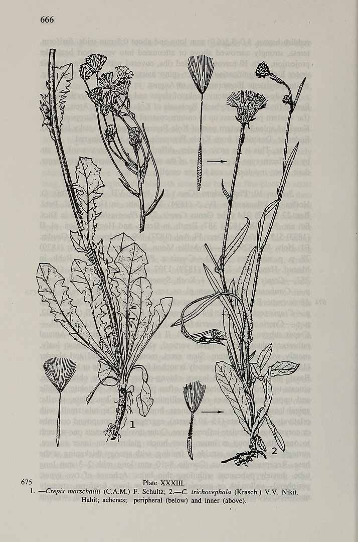 no HD illustration available (3)