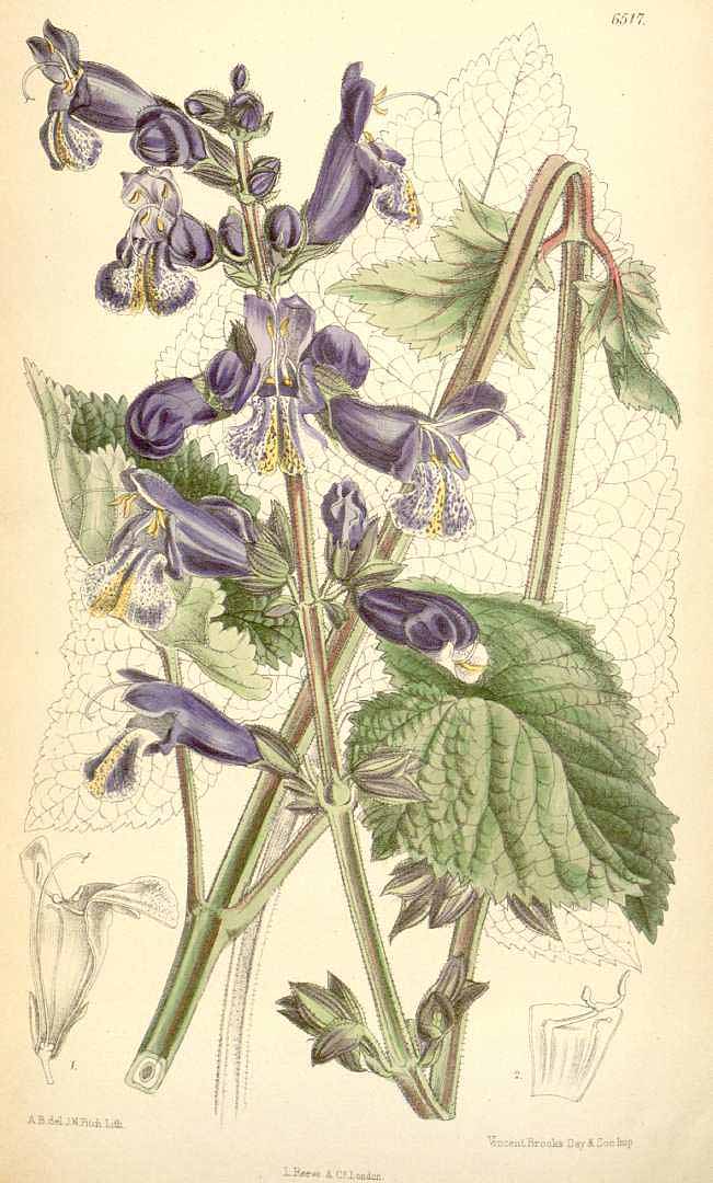 no HD illustration available (3)