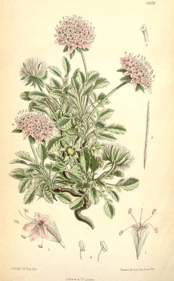 no HD illustration available (3)