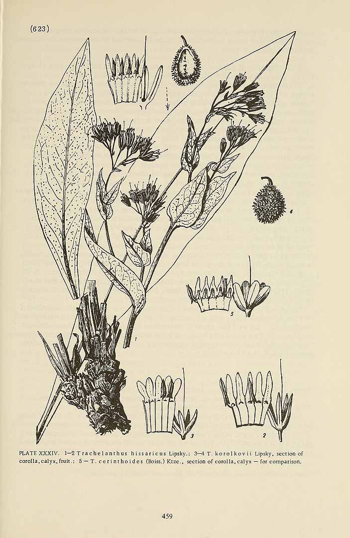 no HD illustration available (3)