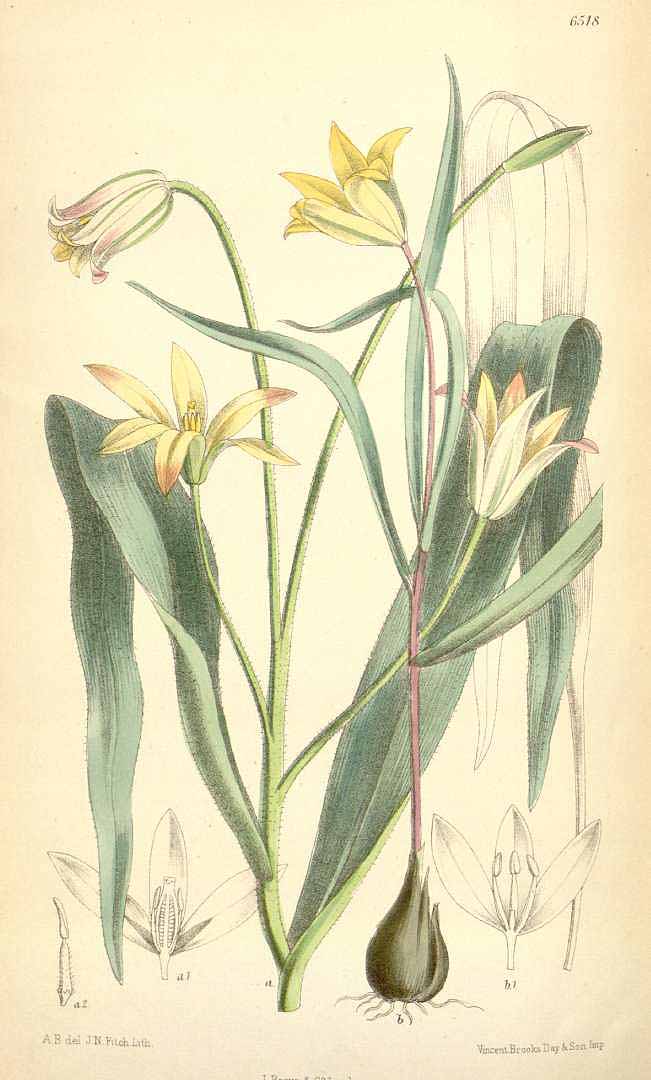 no HD illustration available (3)