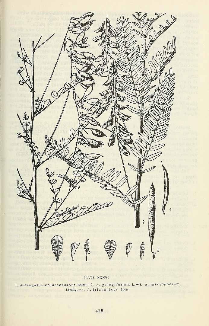 no HD illustration available (3)