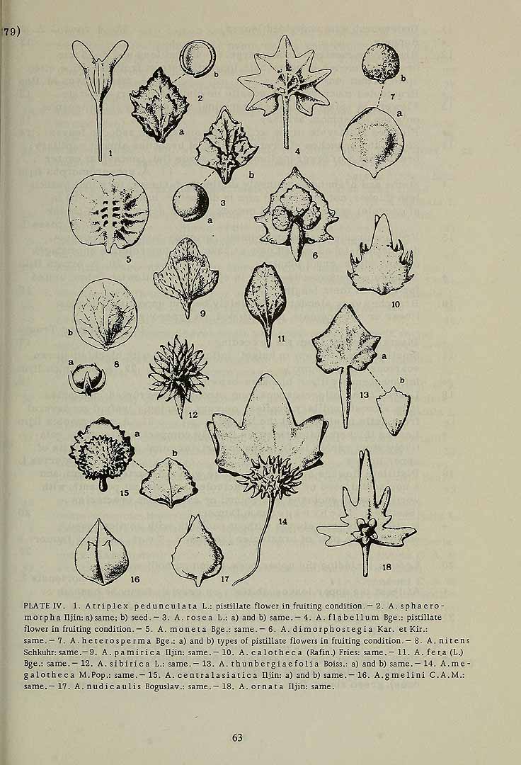 no HD illustration available (3)