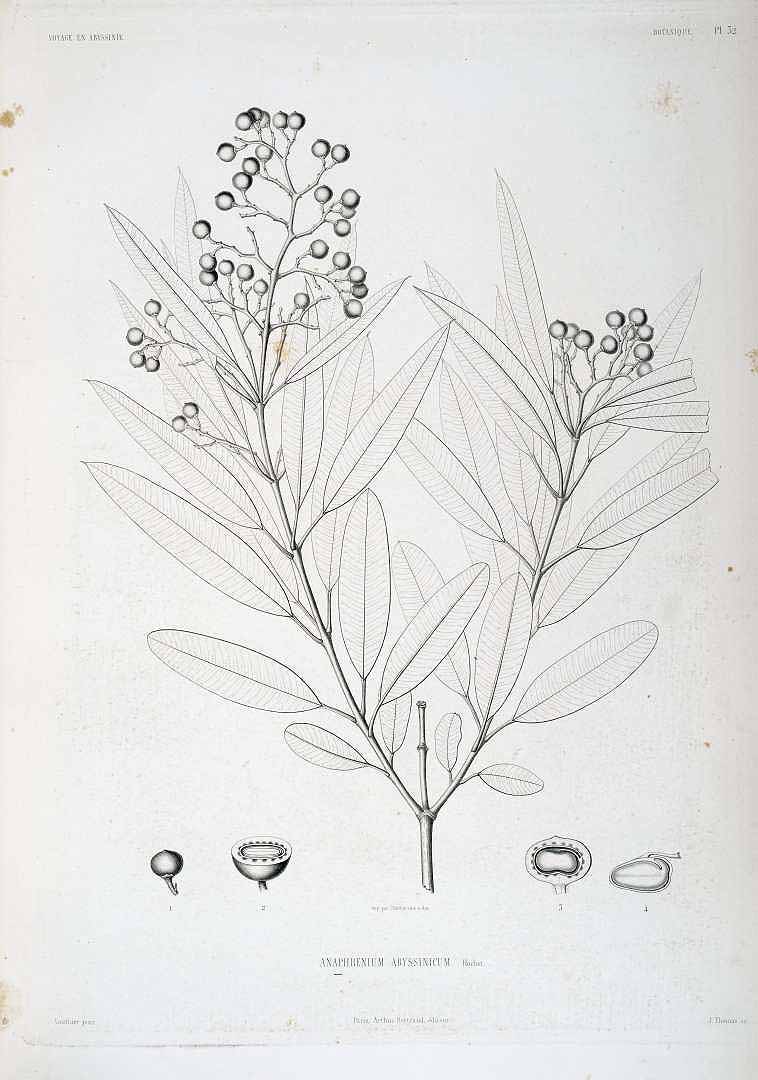 no HD illustration available (3)