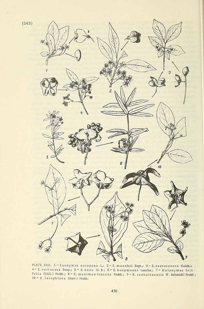 no HD illustration available (3)