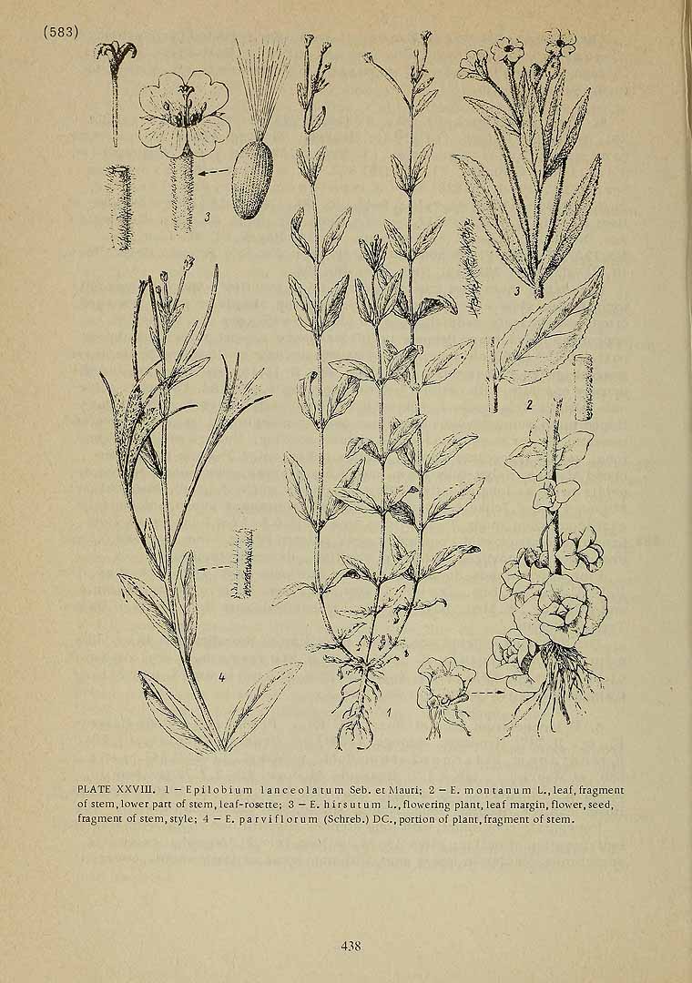 no HD illustration available (3)