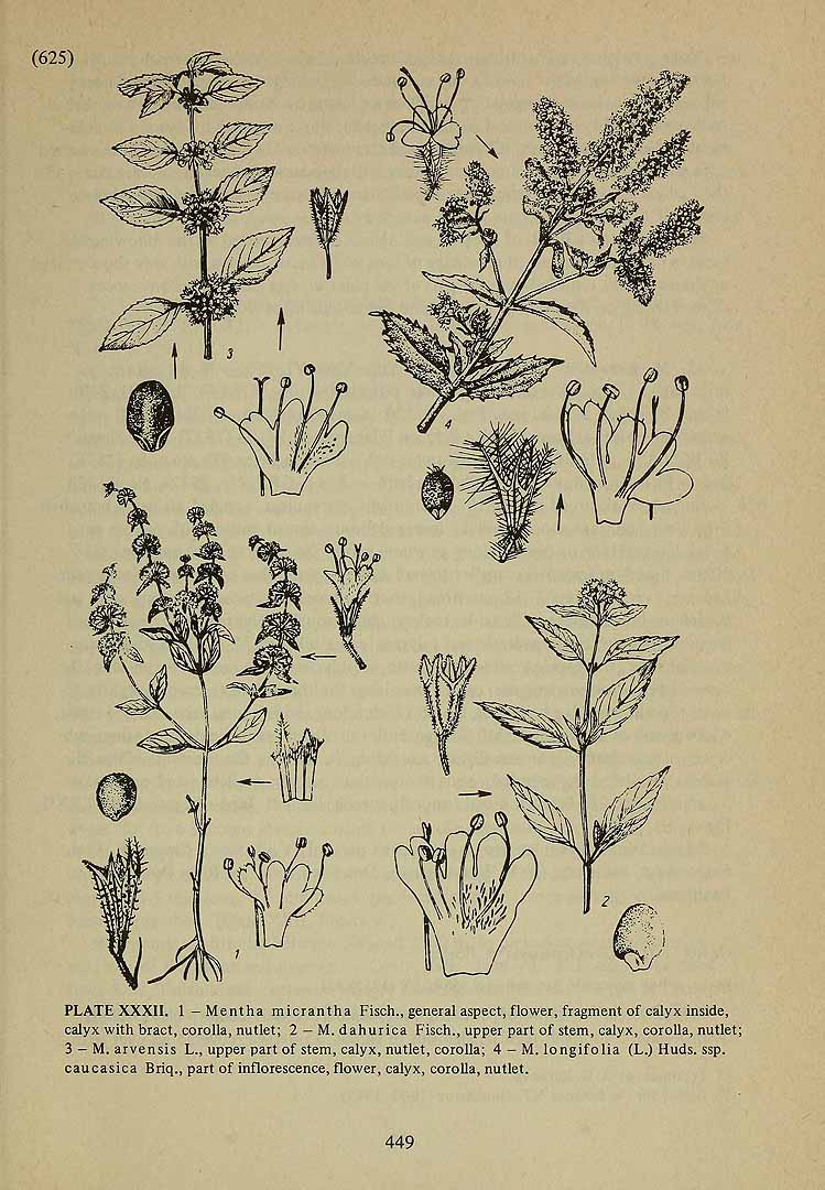 no HD illustration available (3)