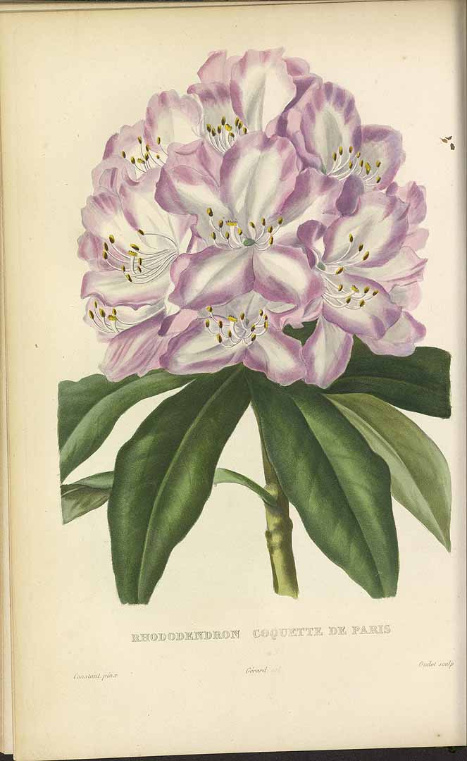 no HD illustration available (3)