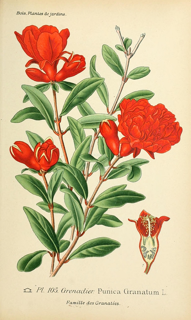 no HD illustration available (3)