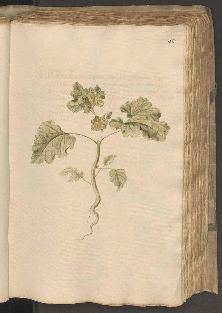 no HD illustration available (3)