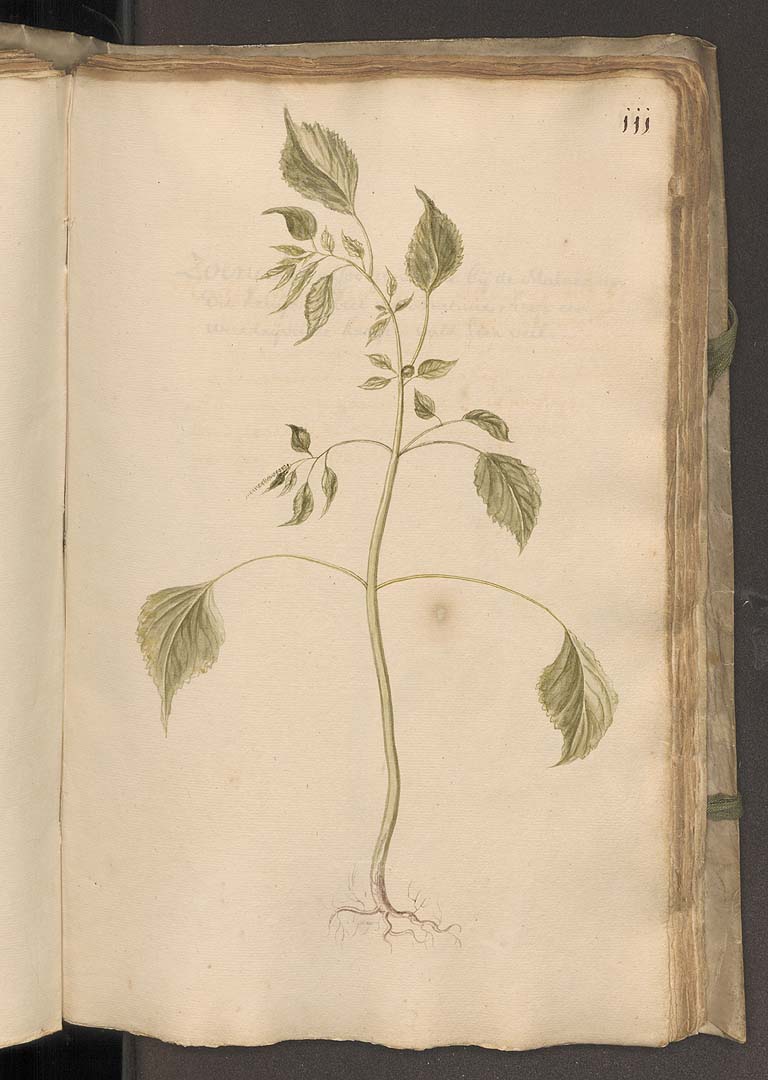 no HD illustration available (3)