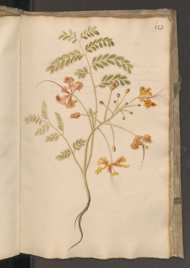 no HD illustration available (3)