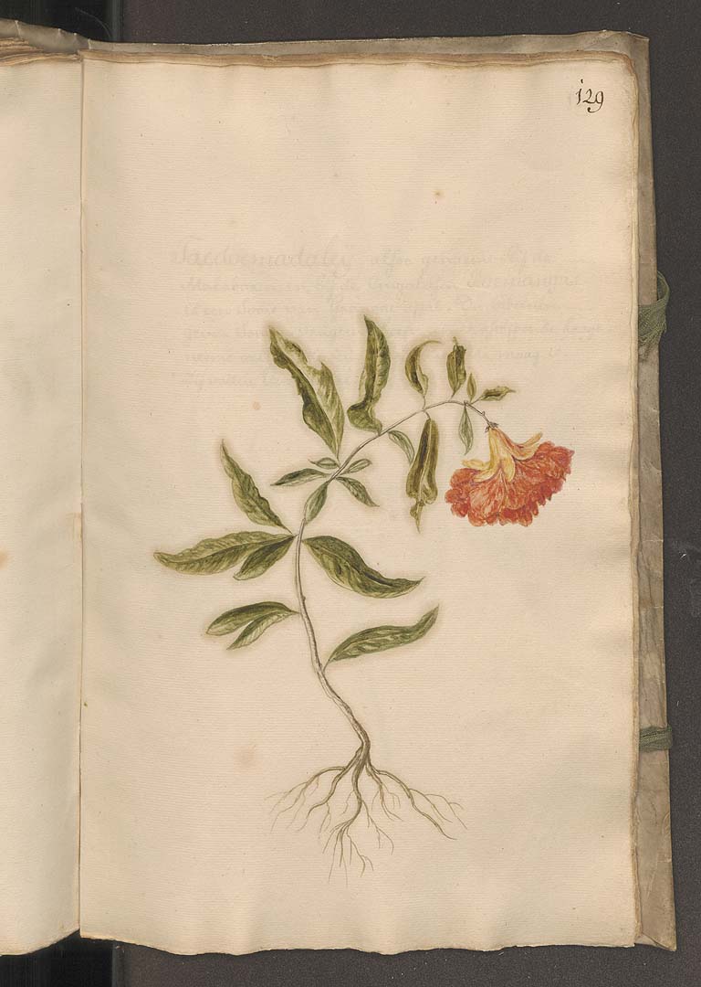 no HD illustration available (3)