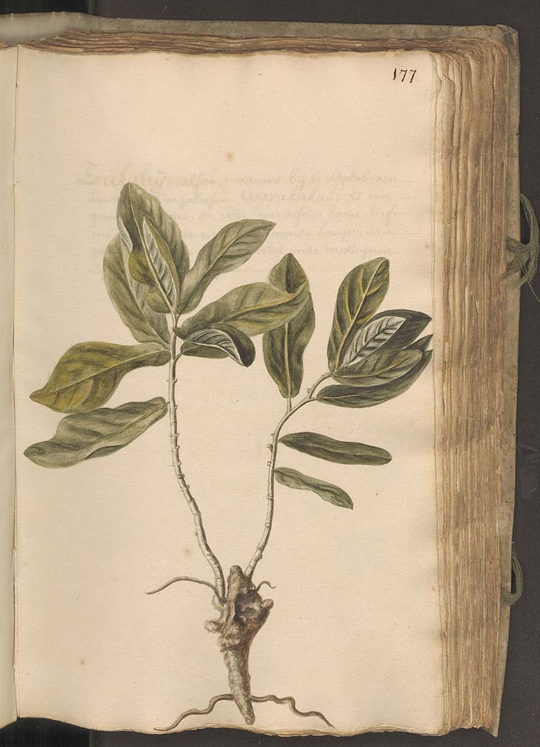 no HD illustration available (3)