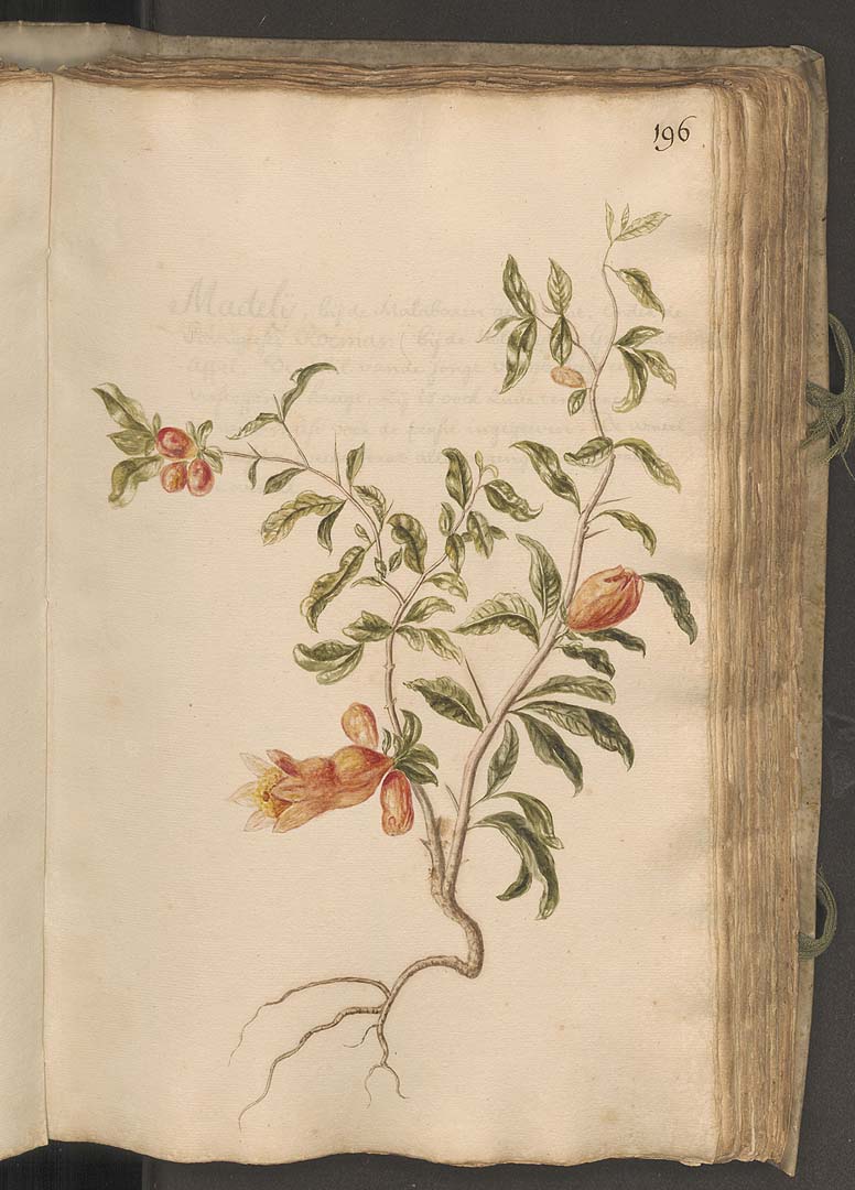 no HD illustration available (3)