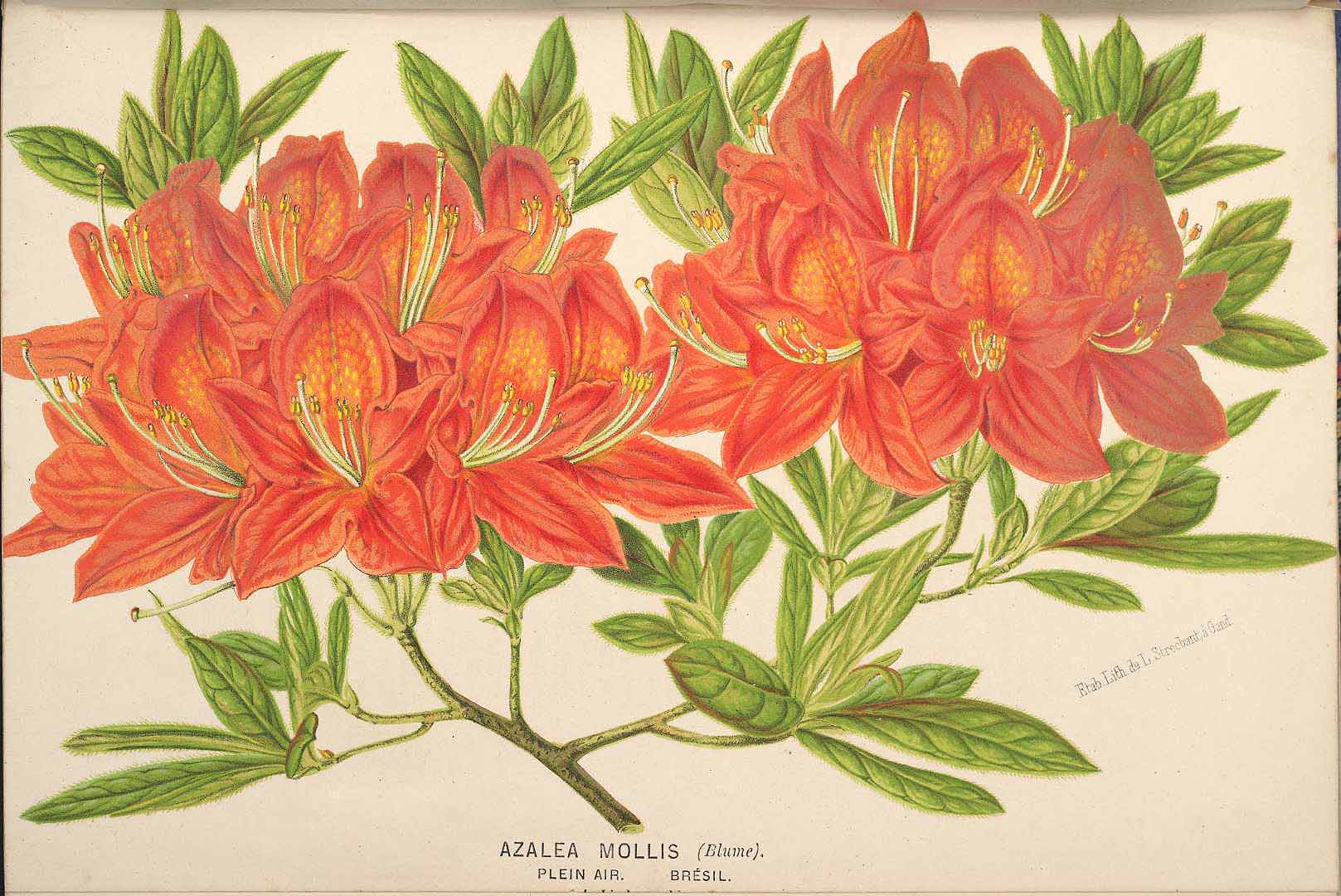 no HD illustration available (3)