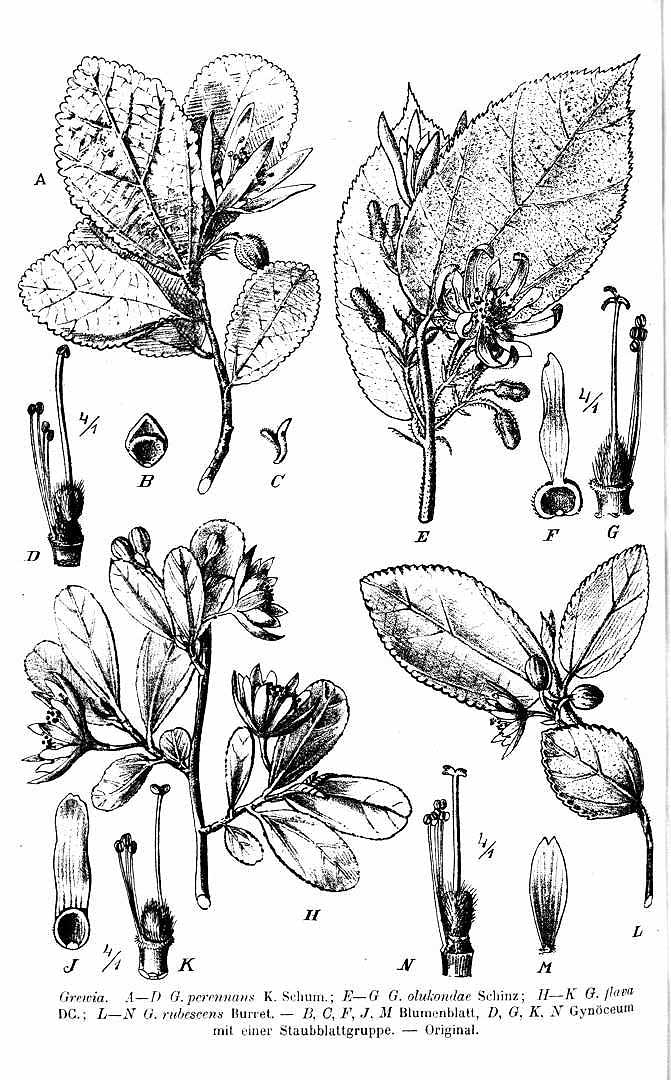 no HD illustration available (3)