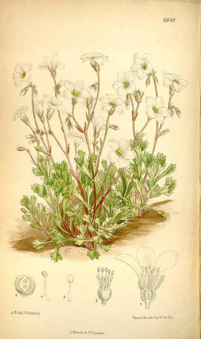 no HD illustration available (3)