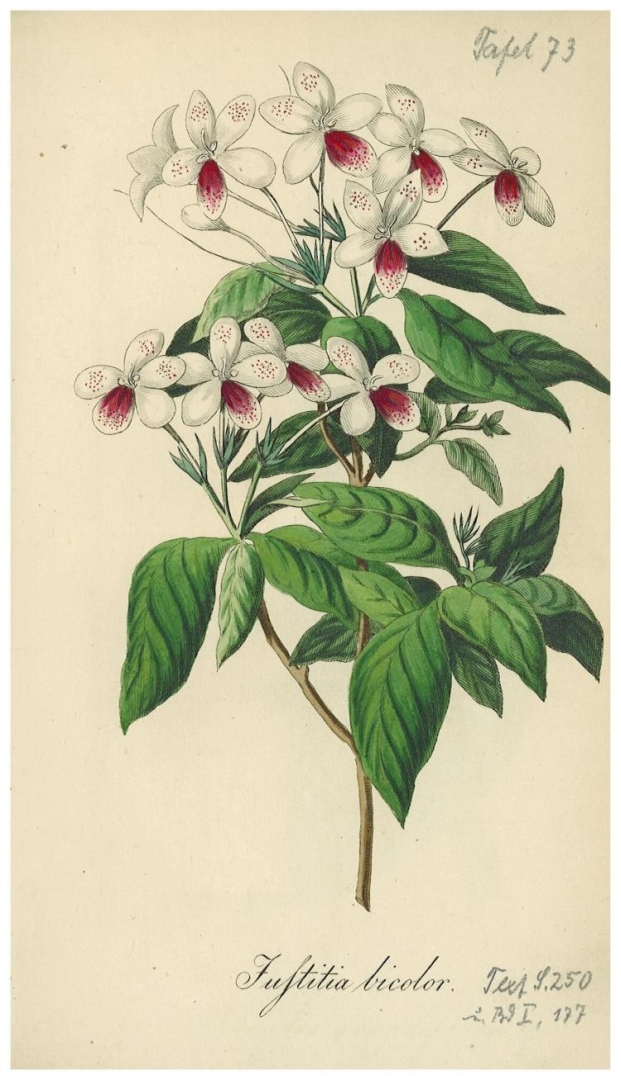 no HD illustration available (3)