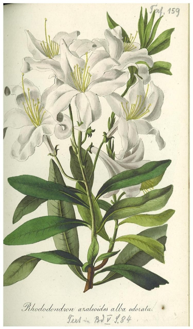 no HD illustration available (3)