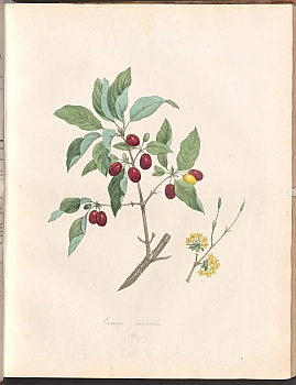 no HD illustration available (3)