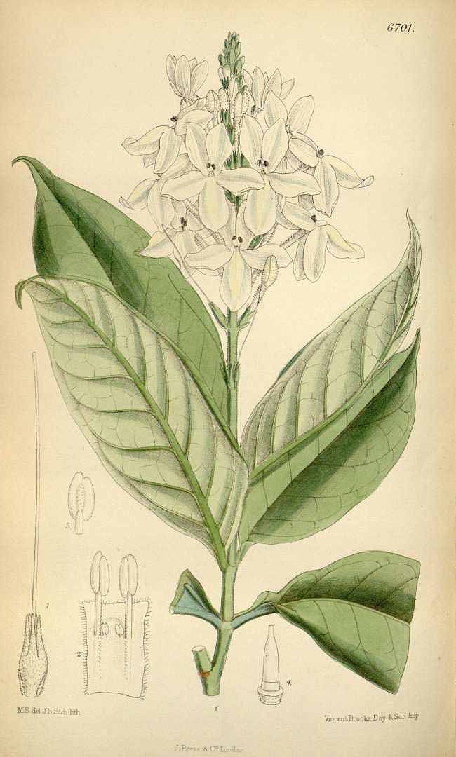 no HD illustration available (3)