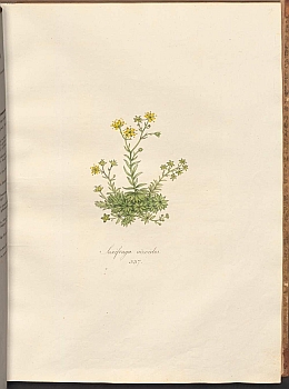 no HD illustration available (3)