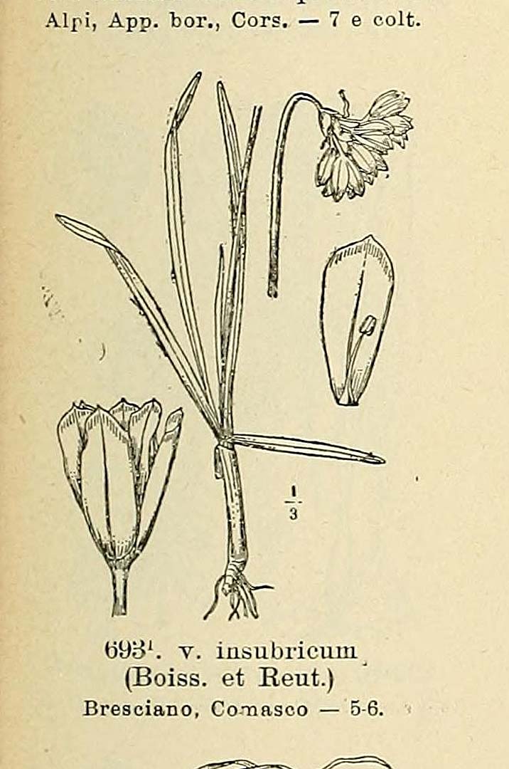 no HD illustration available (3)