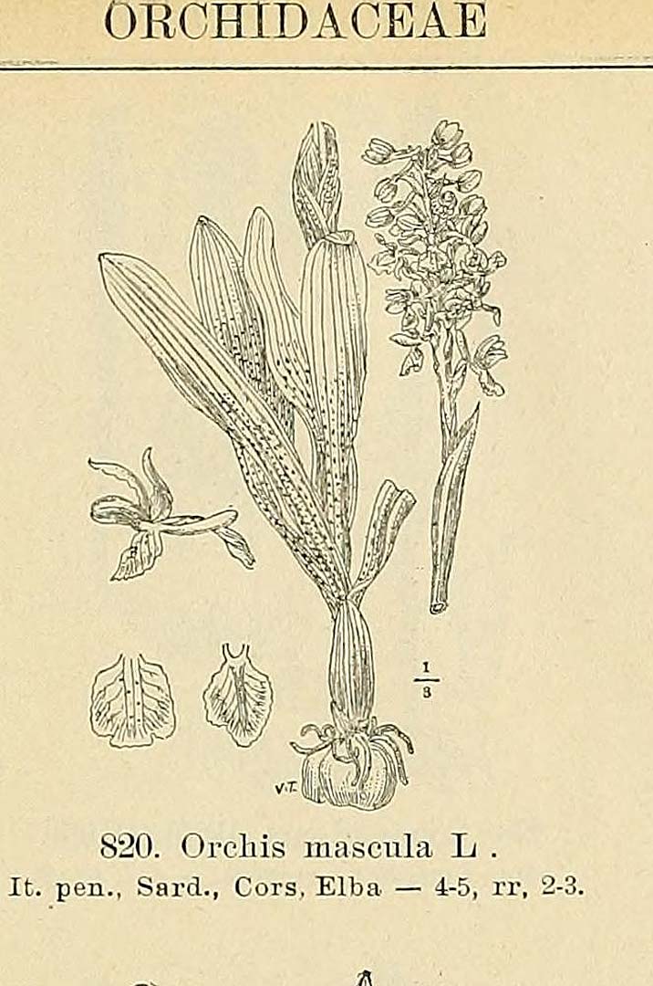 no HD illustration available (3)