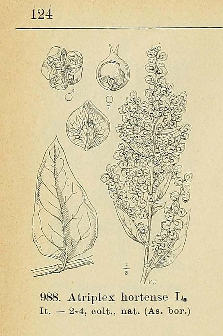 no HD illustration available (3)