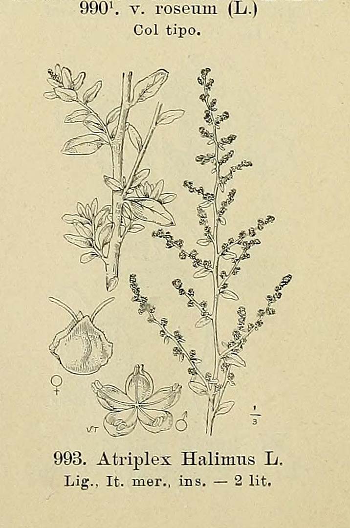 no HD illustration available (3)