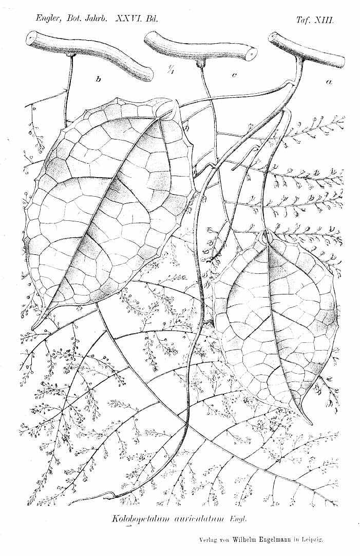 no HD illustration available (3)