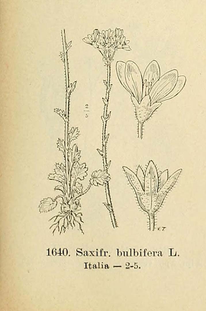 no HD illustration available (3)